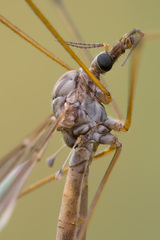 Tipula confusa