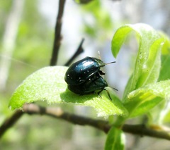 Chrysomela lapponica