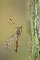 Tipula confusa