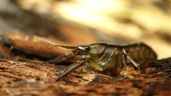 Cherax