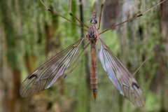 Tipula confusa