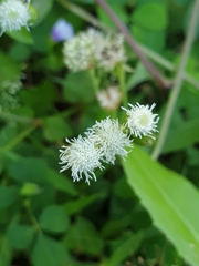 Ageratum conyzoides