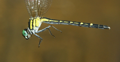 Microgomphus alani