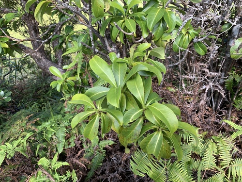 Psychotria mariniana observed 2025-11-29