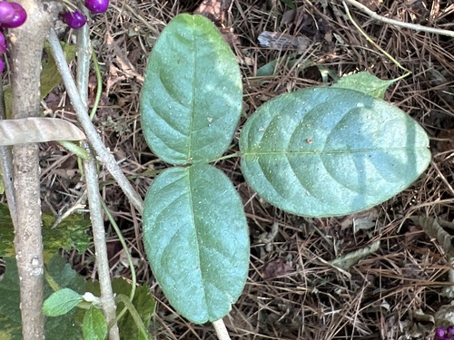 eastern milk-pea (Galactia regularis)