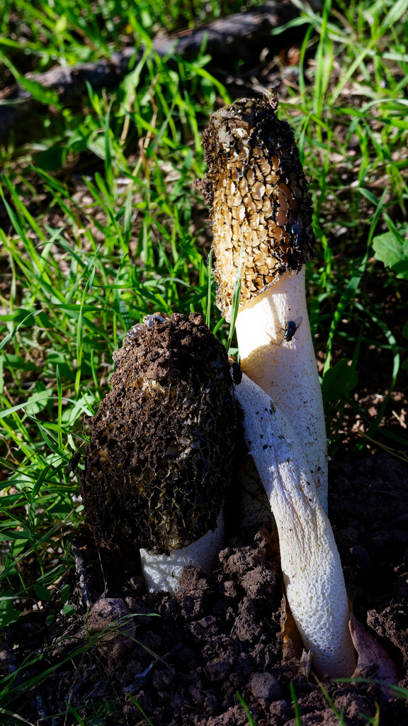 Phallus hadriani · November 2025 · photo: © daughterdad (iNaturalist, cc-by)
