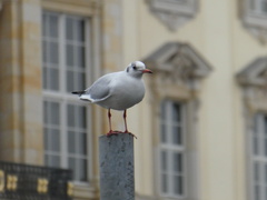 Chroicocephalus ridibundus
