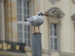 Chroicocephalus ridibundus
