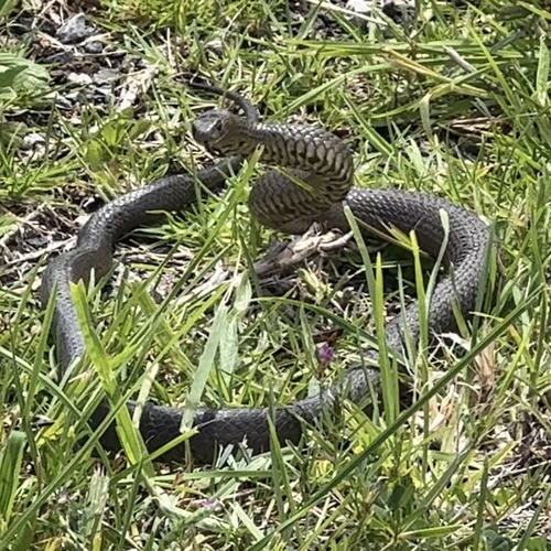 Eastern Brown Snake sighting