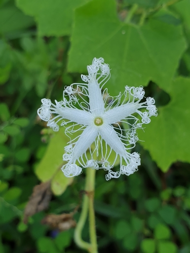 Snake Gourd