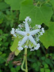 Trichosanthes cucumerina