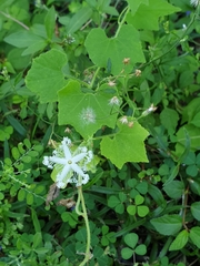 Trichosanthes cucumerina