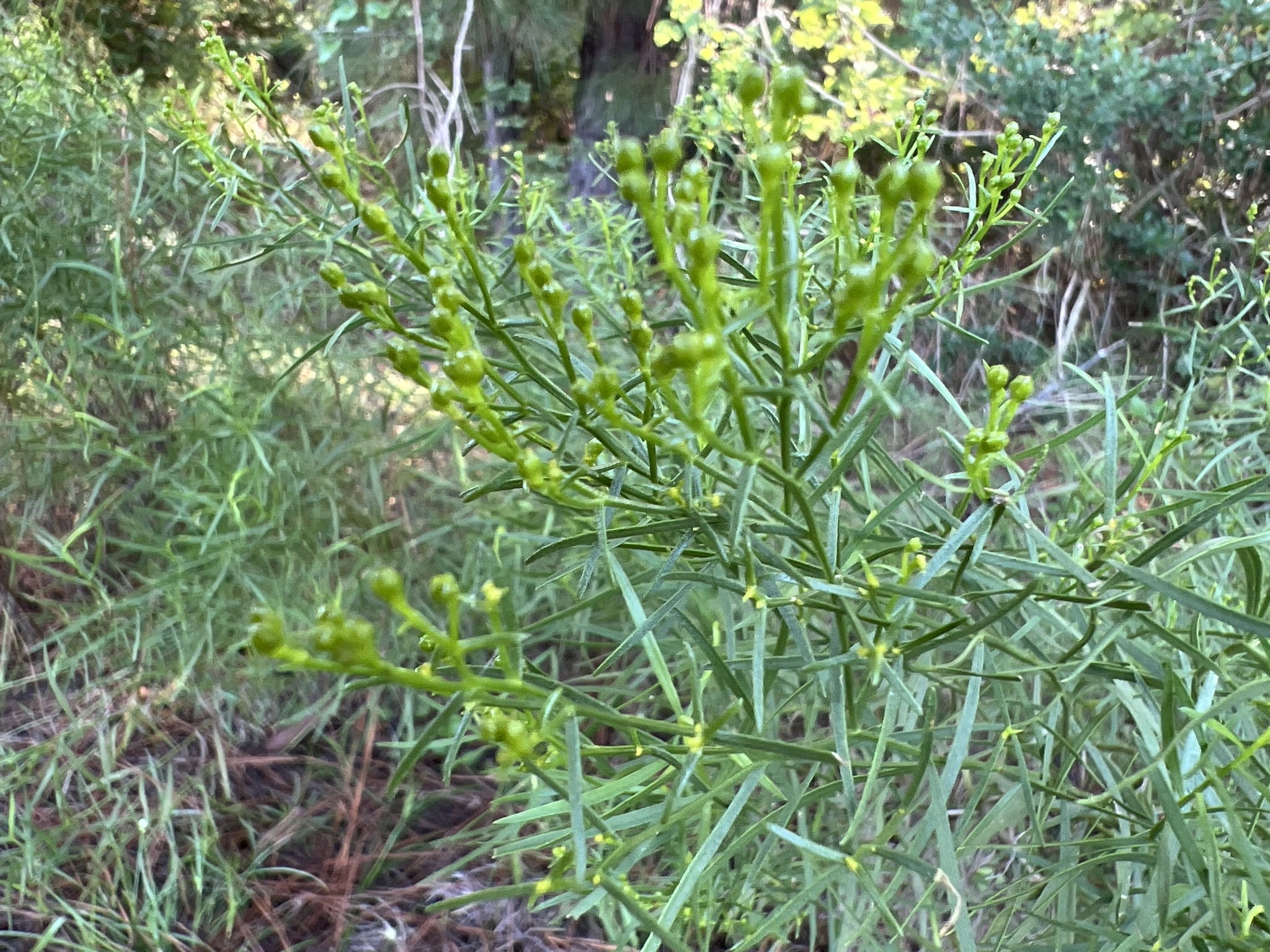 Prairie Goldenrod (Euthamia gymnospermoides)