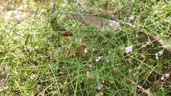 Prostanthera sejuncta