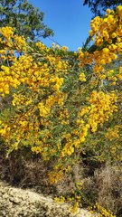 Acacia ruppii