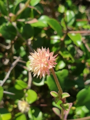 Allmania nodiflora