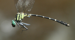 Microgomphus alani
