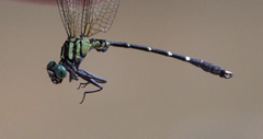 Microgomphus alani