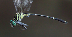 Microgomphus alani