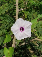 Ipomoea sagittifolia