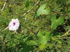 Ipomoea sagittifolia