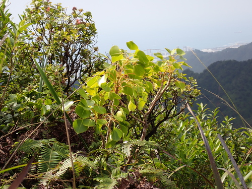 Lapalapa (Cheirodendron platyphyllum)