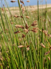 Abildgaardia triflora