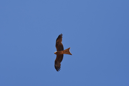 Black Kite