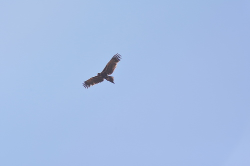 Mainland Wedge-tailed Eagle