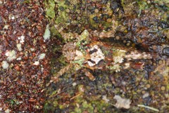 Pterotettix bigibbosus