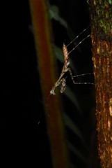 Liturgusella malagassa