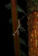 Liturgusella malagassa