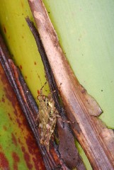 Cryptotettix imerina