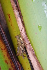 Cryptotettix imerina