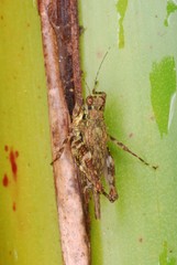 Cryptotettix imerina