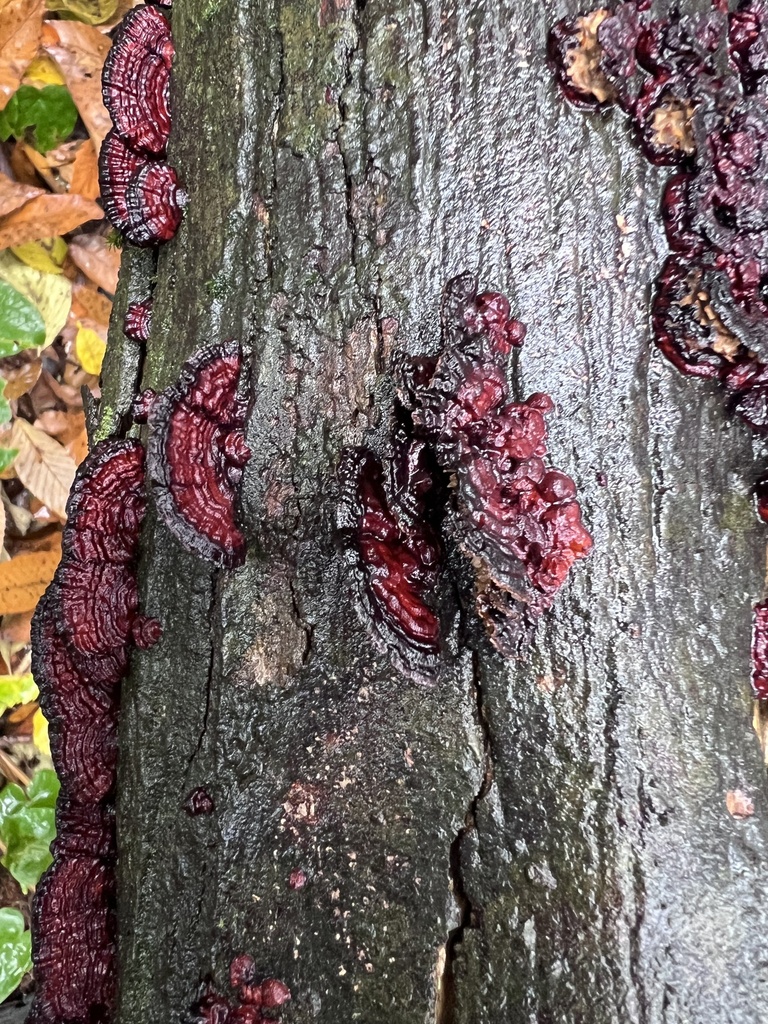 Daedaleopsis styracina · November 2025 · photo: © dschigel (iNaturalist, cc-by)