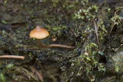 Galerina triscopa