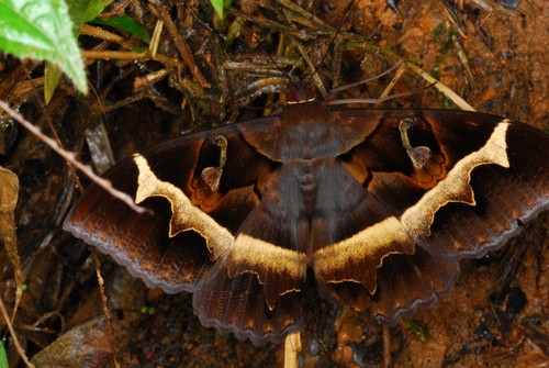 Cyligramma disturbans