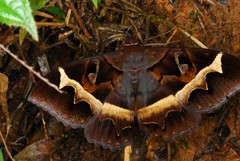 Cyligramma disturbans