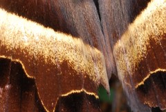 Cyligramma disturbans