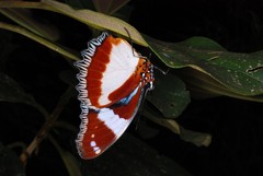 Hypolimnas dexithea