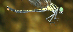 Microgomphus alani