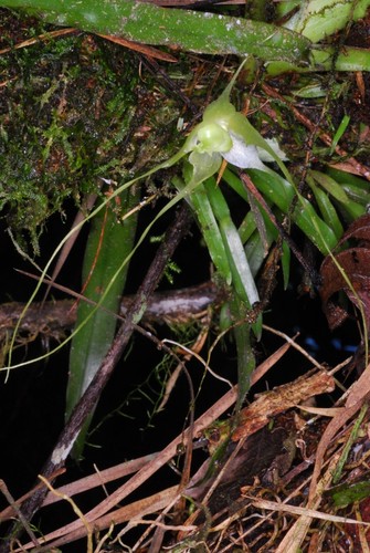 Aeranthes caudata