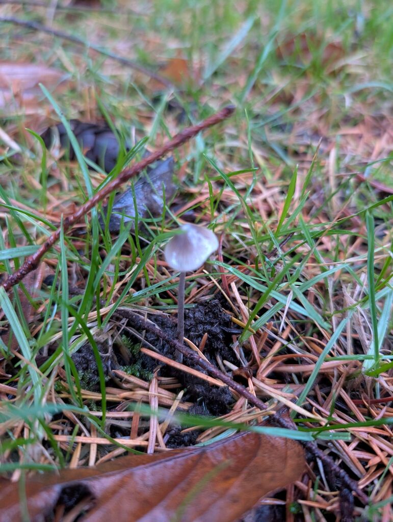 Mycena sp. 'amicta-PNW14'