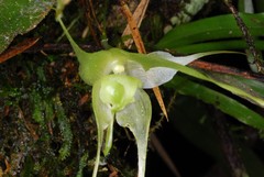 Aeranthes caudata image