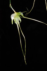 Aeranthes caudata image