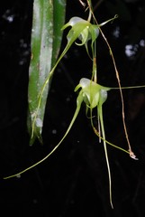 Aeranthes caudata image