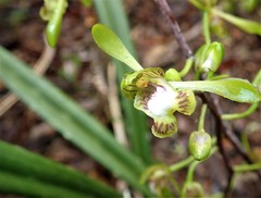 Eulophia calcarata image