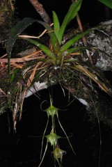 Aeranthes caudata image