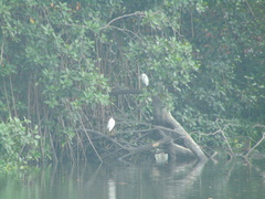 Egretta thula